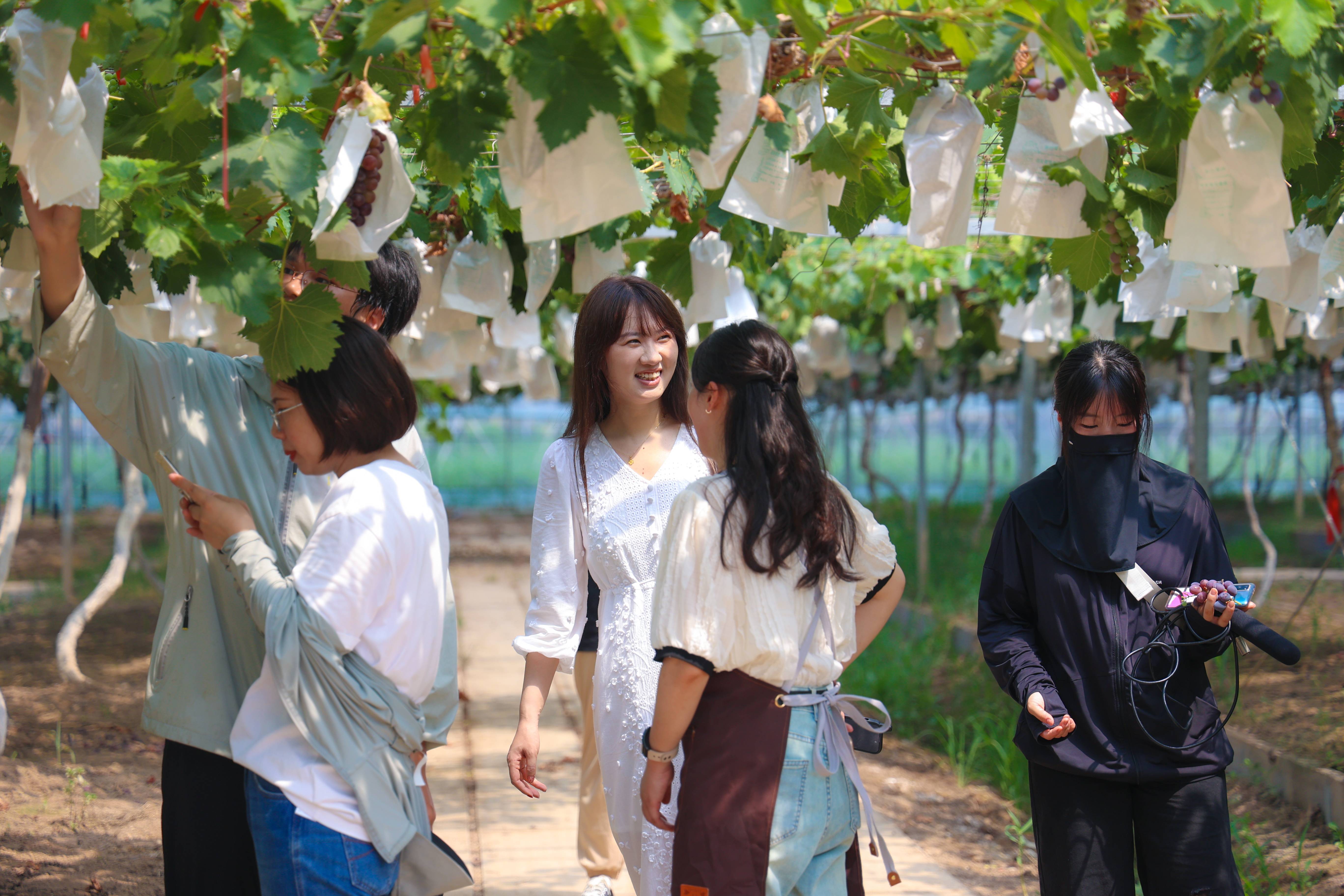 20230808葡萄園里采摘忙 農(nóng)旅融合產(chǎn)業(yè)旺(1).jpg