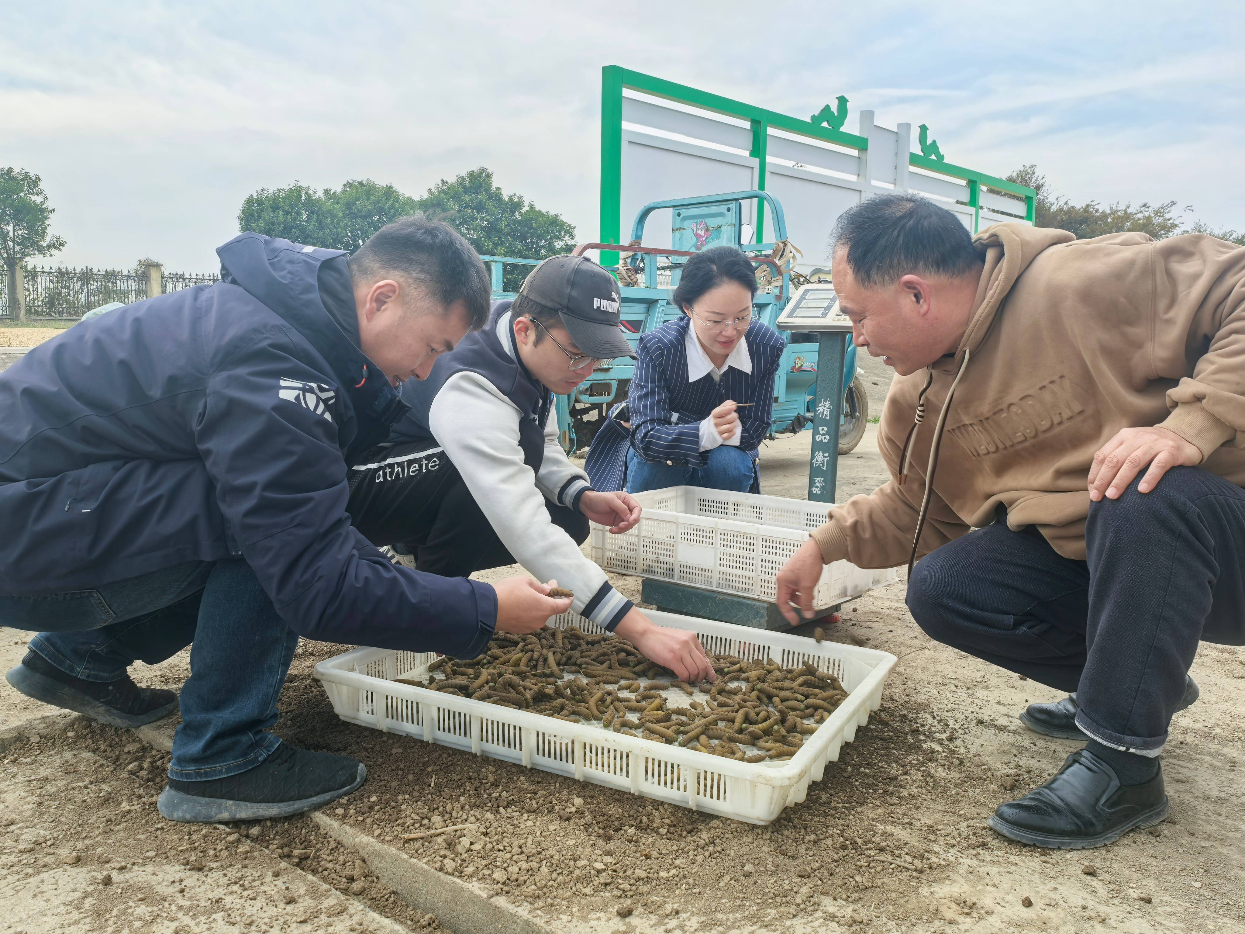 20241025 云臺(tái)農(nóng)場：從豆丹“選美比賽”到“生娃大計(jì)”（挑選豆丹種豆）(1).jpg